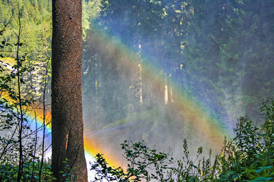 Scenic view of rainbow over trees in forest