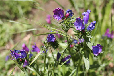 Close-up of insect on purple flowering plant