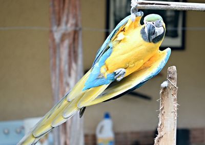 Close-up of parrot perching on yellow flower