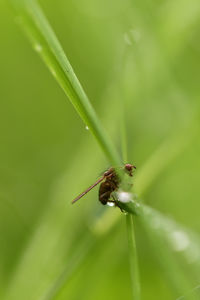 Close-up of insect on plant