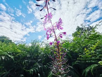 Low angle view of flowering plants against sky