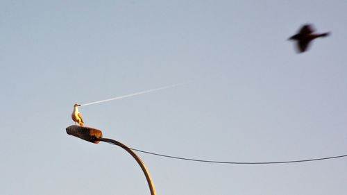 Low angle view of bird flying