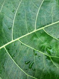 Full frame shot of fresh green leaves