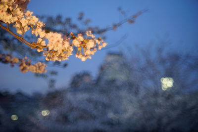 Low angle view of flowering plant against sky