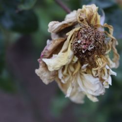 Close-up of wilted rose