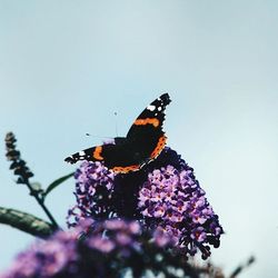 Close-up of butterfly on flowers