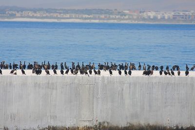 Flock of birds perching against sea