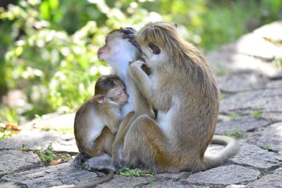 Monkeys sitting outdoors