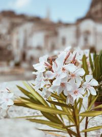 Close-up of white flowering plant
