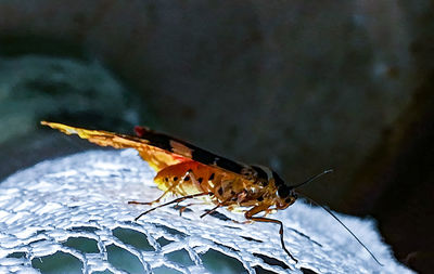 Close-up of insect