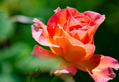 Close-up of red rose flower