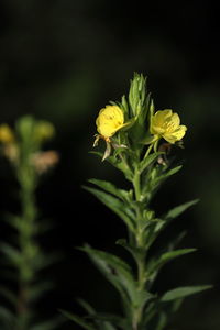 Close-up of yellow flowering plant