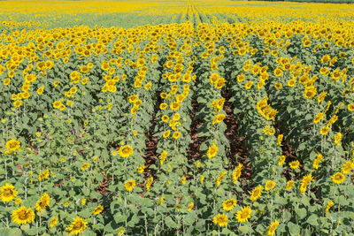 Yellow flowering plants on field