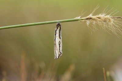 Close-up of insect on plant