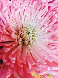 Full frame shot of pink dahlia