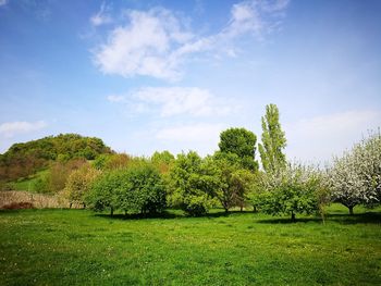 Trees on field against sky