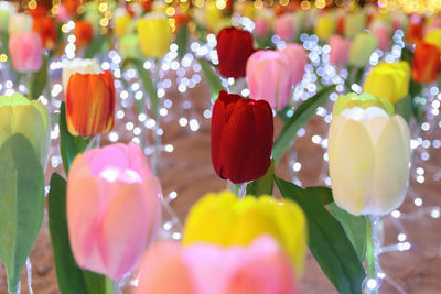 Close-up of multi colored tulips