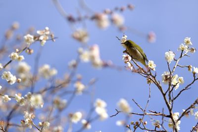 Close-up of bee on flower tree