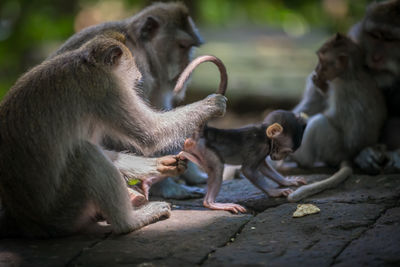 Monkeys sitting in a row