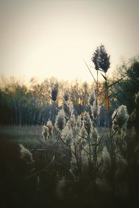 Close-up of plants growing on field against sky