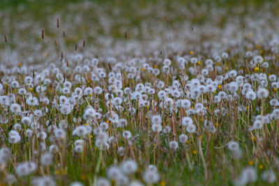 Close-up of white flowering plants on field