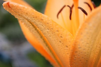 Macro shot of yellow flower
