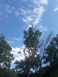 Low angle view of trees against sky