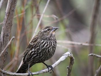 Close-up of bird perching on branch