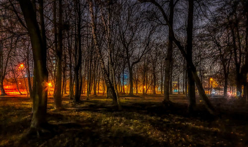 Bare trees in forest at night