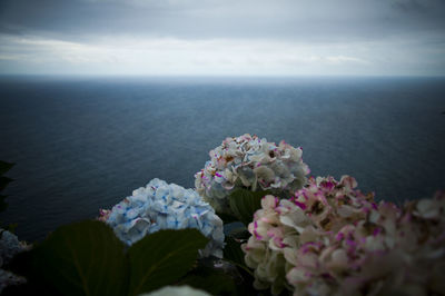 Flowers in front of sea against sky