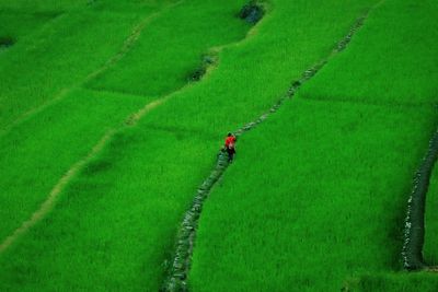 High angle view of man working on agricultural field