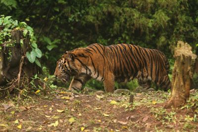 Tiger in zoo