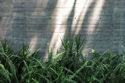 Plants growing against wall