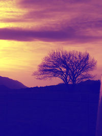 Silhouette of trees at sunset