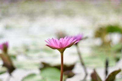 Close-up of pink lotus water lily