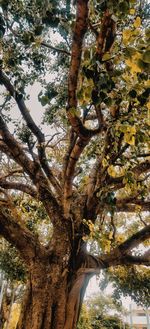 Low angle view of trees in forest