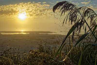 Cobwebbed pampas grass  against  coastal sunrise