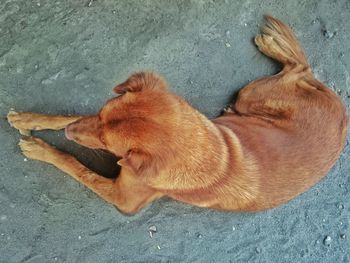 High angle view of dog