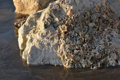 Close-up of seashell fossils on rock formation in sea