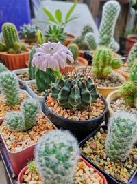 High angle view of potted plants in market