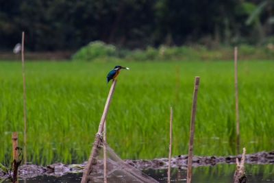 Bird perching on a field