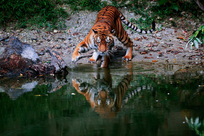 Tiger with reflection in river