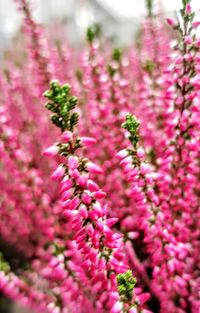 Close-up of pink flowers blooming outdoors