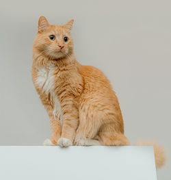 Cat against white background