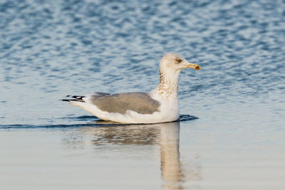 Close-up of seagull in sea