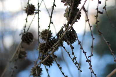 Close-up of tree branch