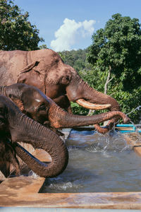 Low angle view of elephant in water against sky