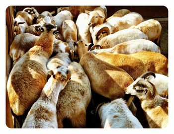 Flock of sheep on farm