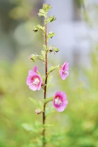 Close-up of pink flowering plant
