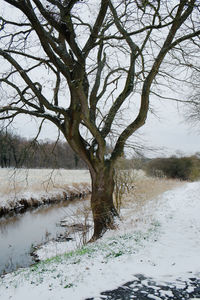 Bare tree on snow covered landscape against sky